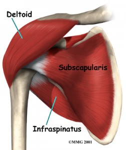 shoulder_anatomy_muscles02